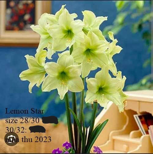 Củ hoa lan huệ cánh kép nhập khẩu - 1 củ (Tổng hợp nhiều loại cực đẹp)