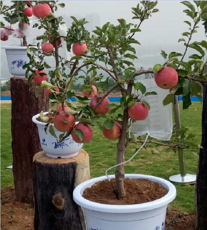 Hạt Giống Táo Lùn Đỏ Bonsai