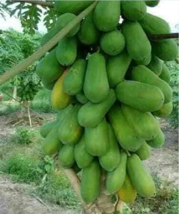 Hạt Giống Đu Đủ Lùn Siêu Trái Thái Lan