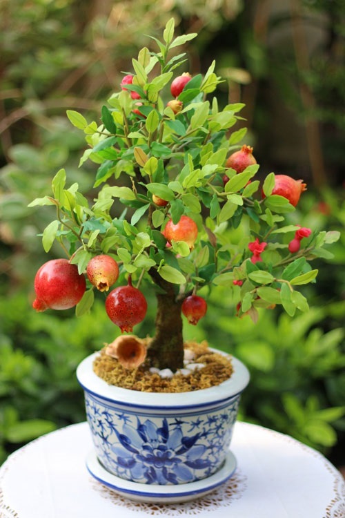 Hạt Giống Lựu Lùn Bonsai