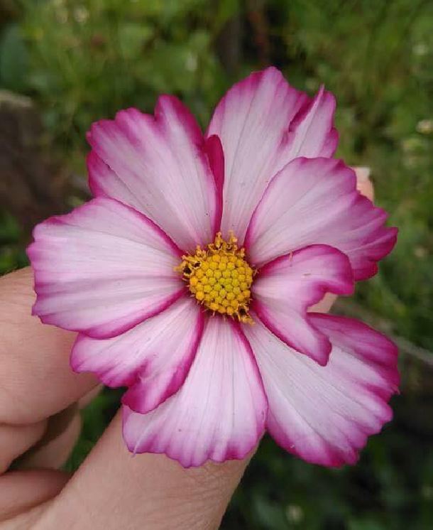 Hạt Giống Hoa Cúc Sao Nhái Mix Màu