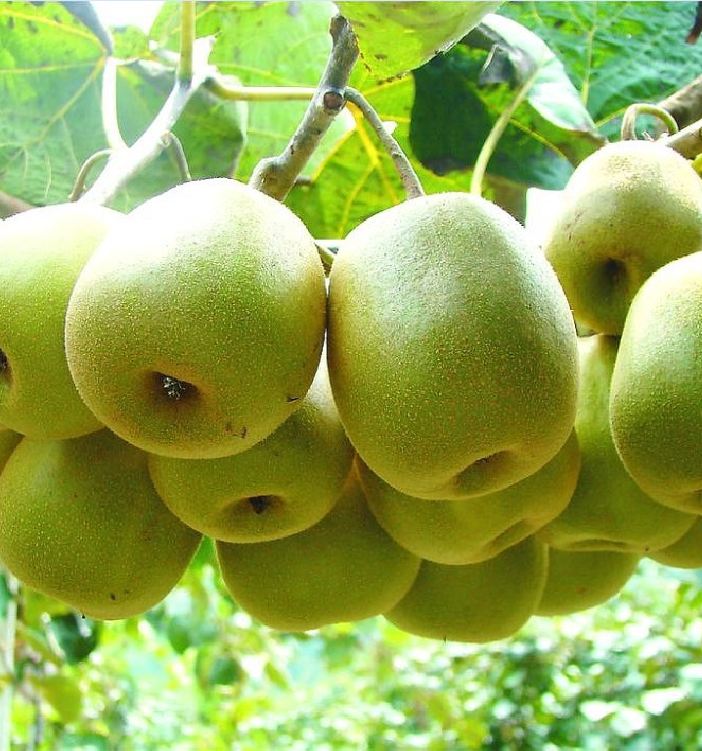 Hạt Giống Cây Ăn Trái Kiwi