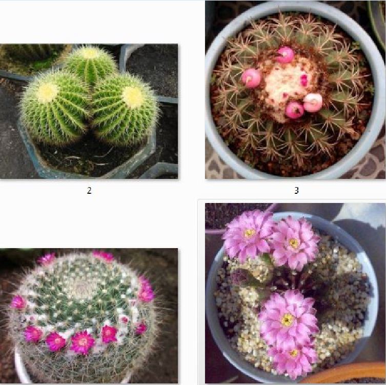 Hạt giống hoa xương rồng nhiều màu