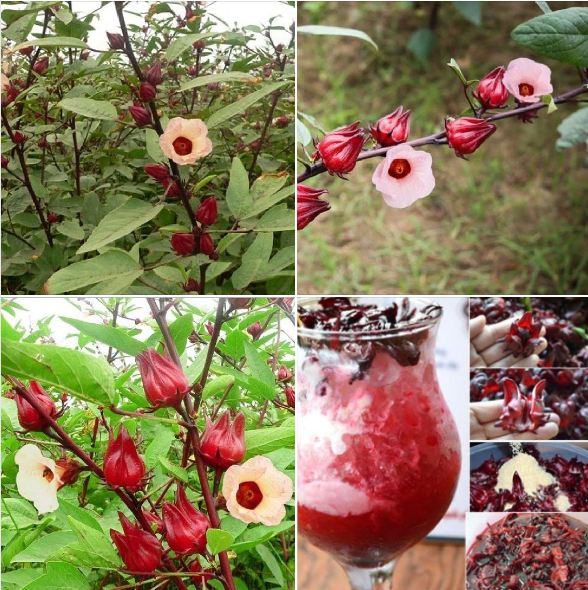 Hạt giống cây bụp giấm (atiso đỏ)