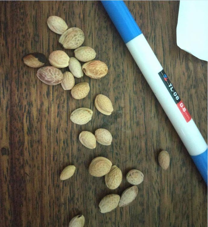 Hạt Giống Hoa Anh Đào Nhật