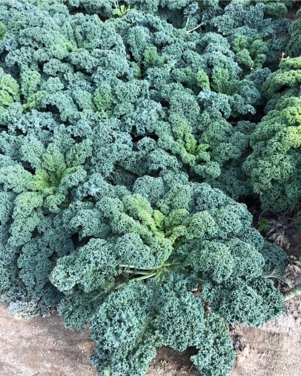 Hạt giống rau cải xoăn xanh - cải kale xanh
