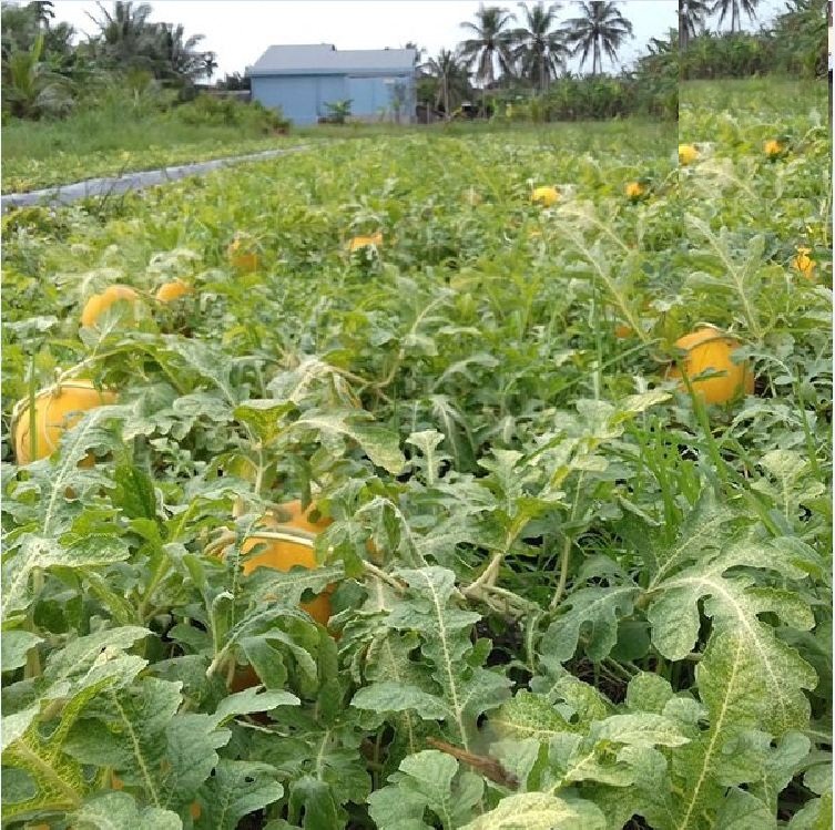 Hạt Giống Dưa Hấu Vỏ Vàng Ruột Đỏ