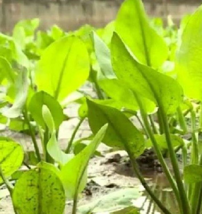 Hạt Giống Trạch Tả