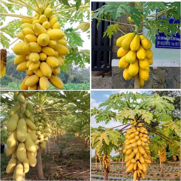 Hạt Giống Đu Đủ Da Vàng