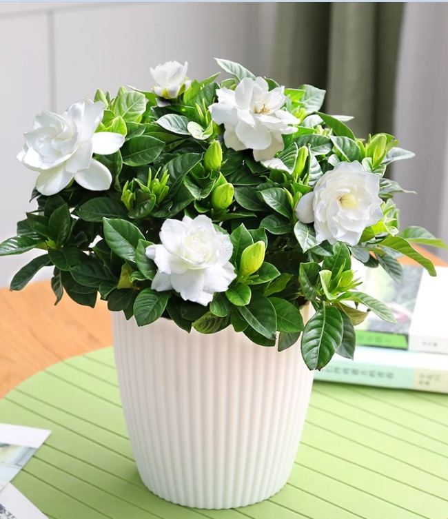 Hạt Giống Hoa Nhài ( Hoa Lài )