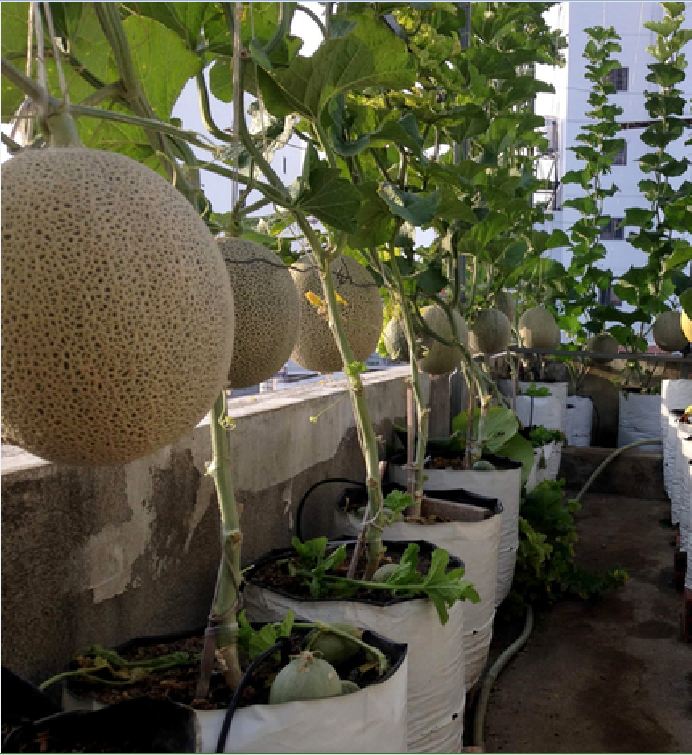 Hạt Giống Dưa Lưới Ruột Xanh F1