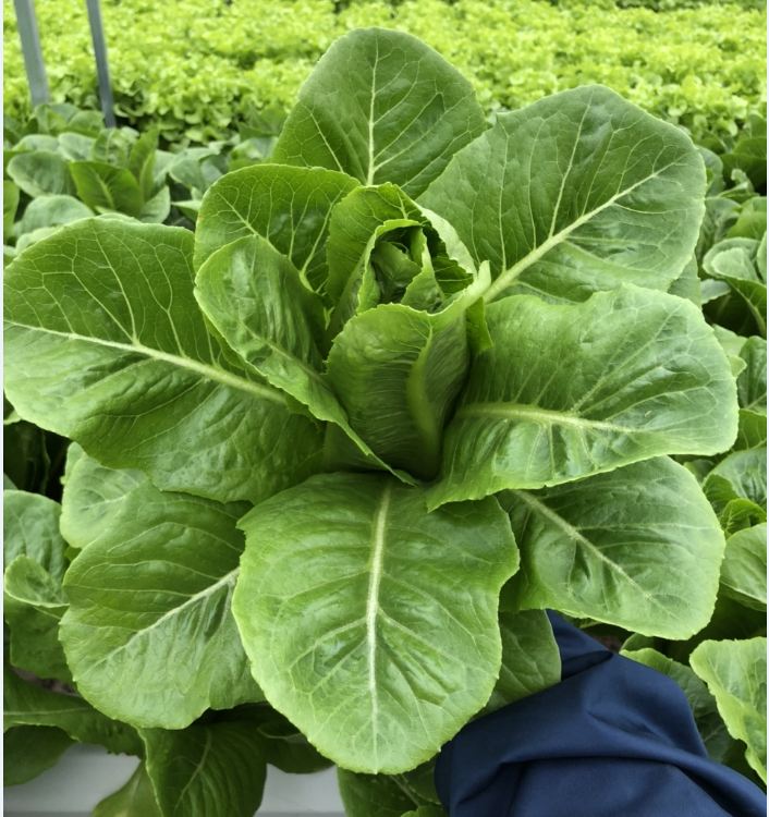 Hạt Giống Xà Lách ROMAINE Xanh - Gói 0.2gram