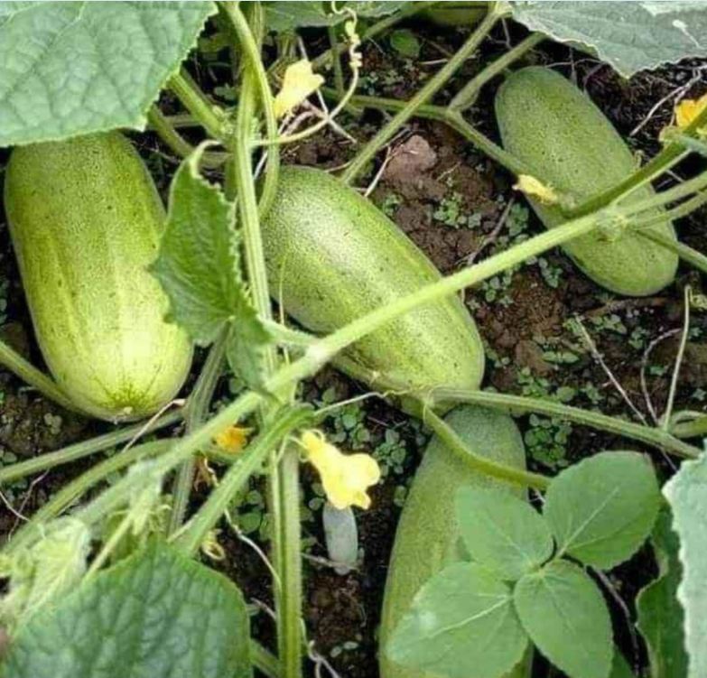 Hạt Giống Dưa Chuột Mèo