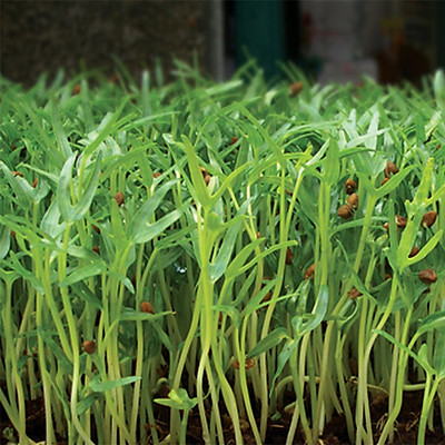 Hạt Giống Mầm Rau Muống - Gói 30gram