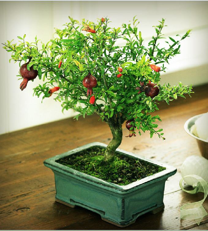 Hạt Giống Lựu Lùn Bonsai