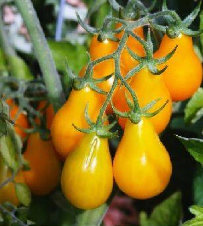 Hạt Giống Cà Chua Bi Trái Lê Vàng