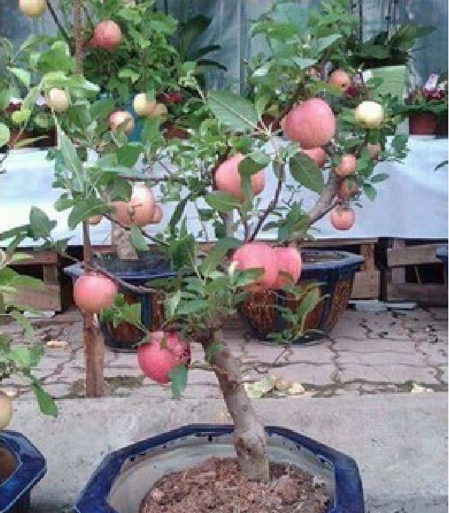 Hạt Giống Táo Lùn Đỏ Bonsai