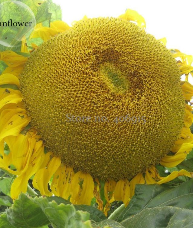 Hạt Giống Hoa Hướng Dương Khổng Lồ