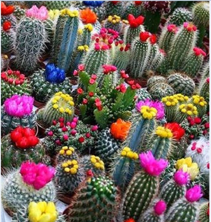 Hạt giống hoa xương rồng nhiều màu