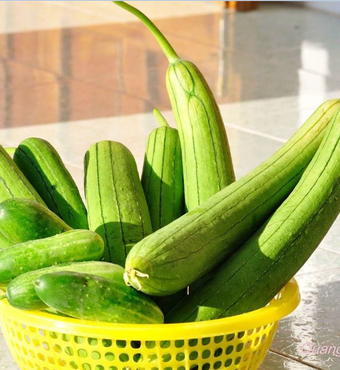 Hạt Giống Mướp Hương Thái Lan F1