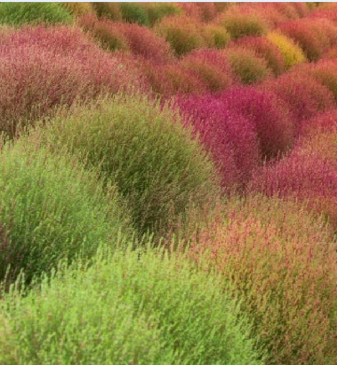 Hạt giống Cỏ Đổi Màu Nhật Bản Kochia