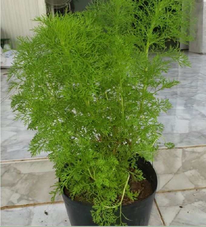 Hạt Giống Rau Thì Là Bốn Mùa - Gói 10gram