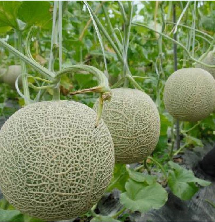 Hạt Giống Dưa Lưới Ruột Xanh F1