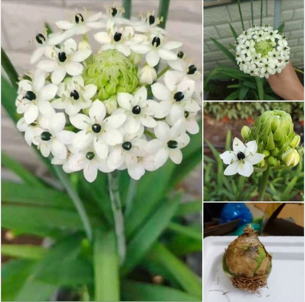 Củ Giống Hoa Thiên Nga Mắt Ngọc