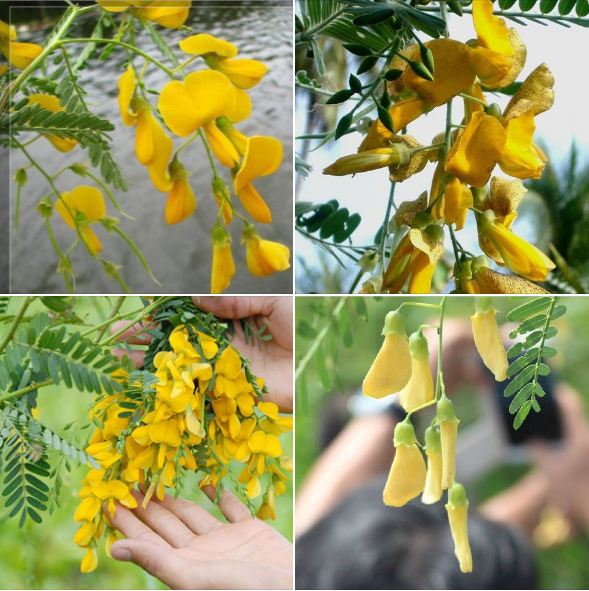 Hạt Giống Bông Điên Điển