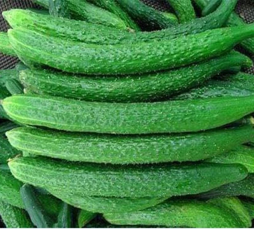 Hạt Giống Dưa Chuột Kiếm Nhật F1