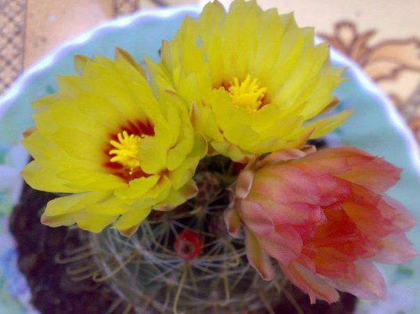 Hạt giống hoa xương rồng hamato