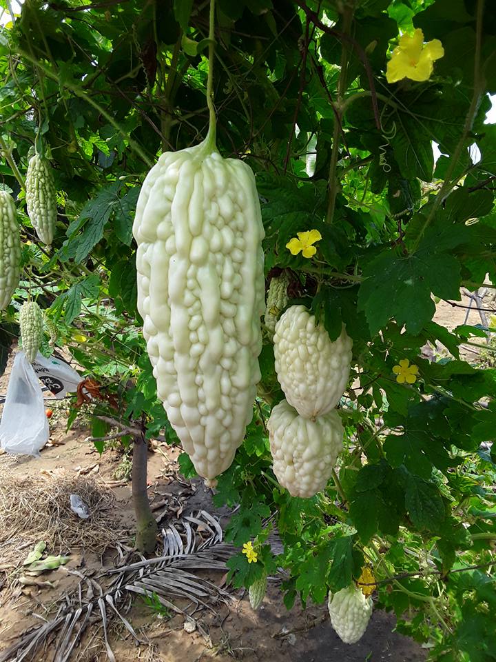 Hạt Giống Khổ Qua Bạch Tuyết F1