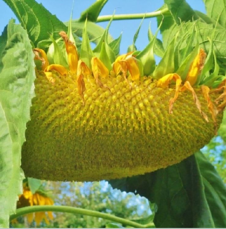 Hạt Giống Hoa Hướng Dương Khổng Lồ