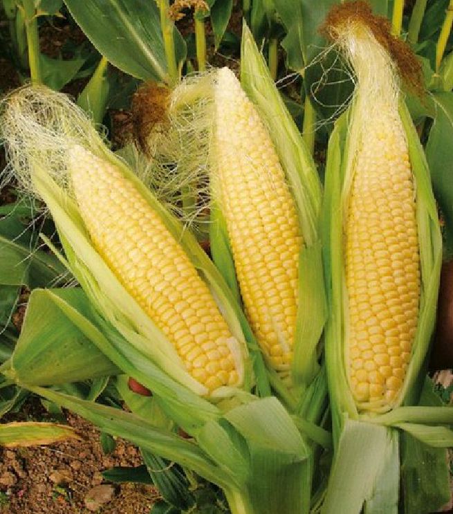 Hạt giông Ngô Siêu Ngọt Vàng