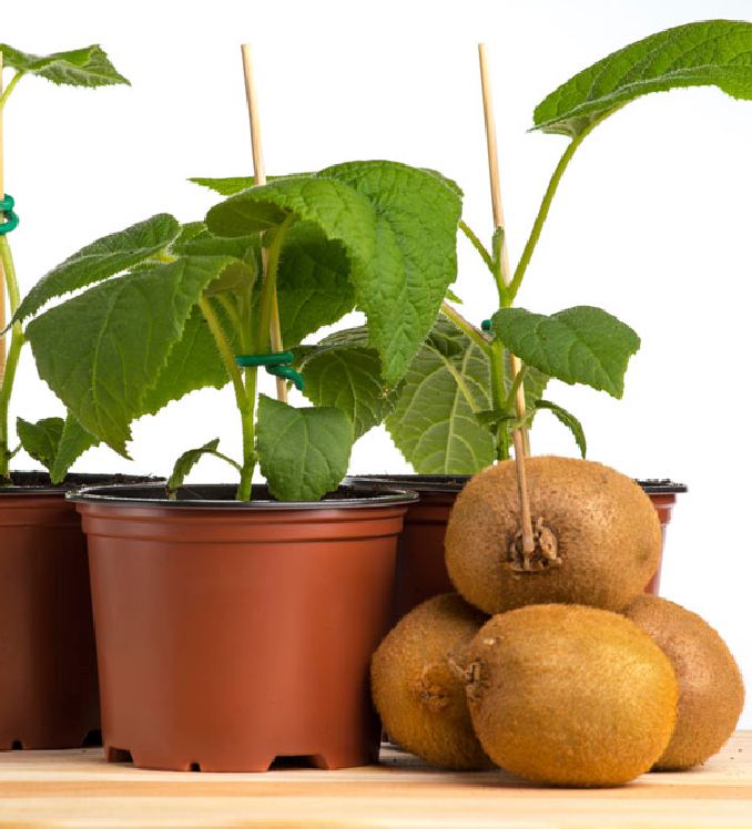 Hạt Giống Cây Ăn Trái Kiwi