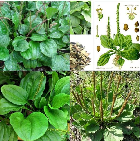 Hạt Giống Rau Mã Đề - Gói 1gram