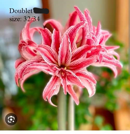 Củ hoa lan huệ cánh kép nhập khẩu - 1 củ (Tổng hợp nhiều loại cực đẹp)