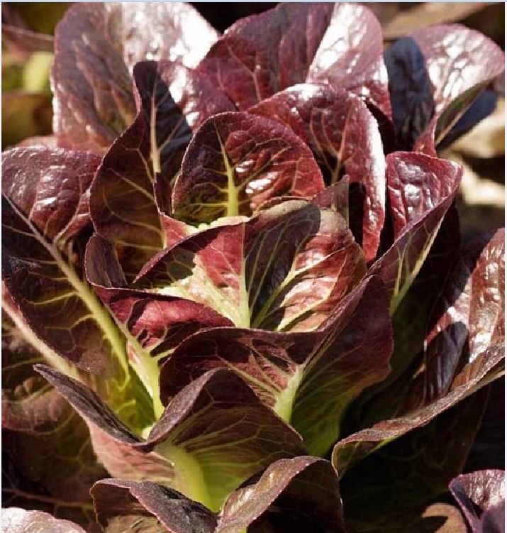 Hạt Giống Xà Lách ROMAINE Đỏ - Gói 0.2gram