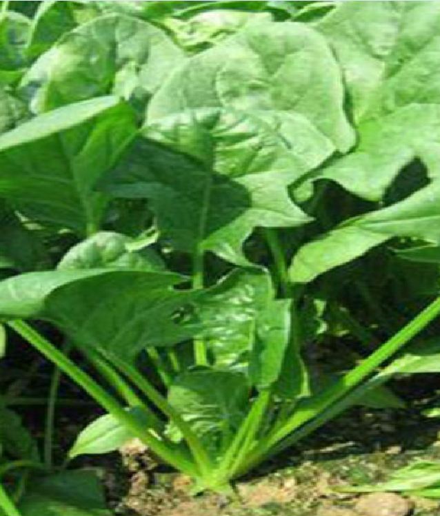 Hạt giống rau cải bó xôi chịu nhiệt F1