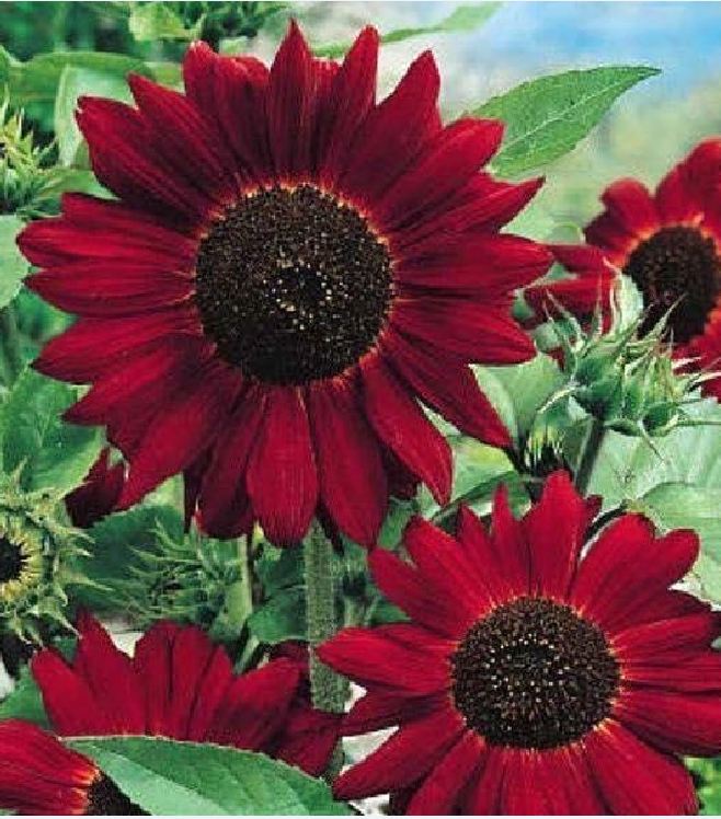 Hạt Giống Hoa Hướng Dương Đỏ