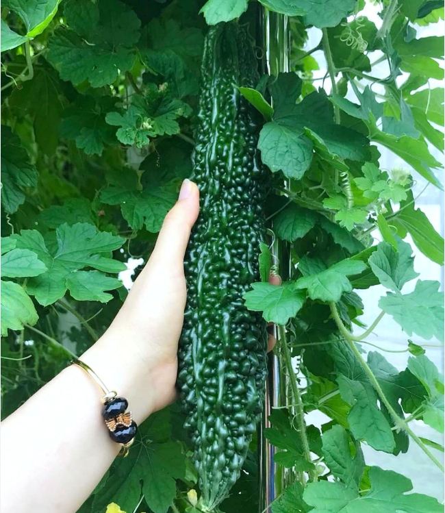 Hạt Giống Khổ Qua Trái Xanh F1