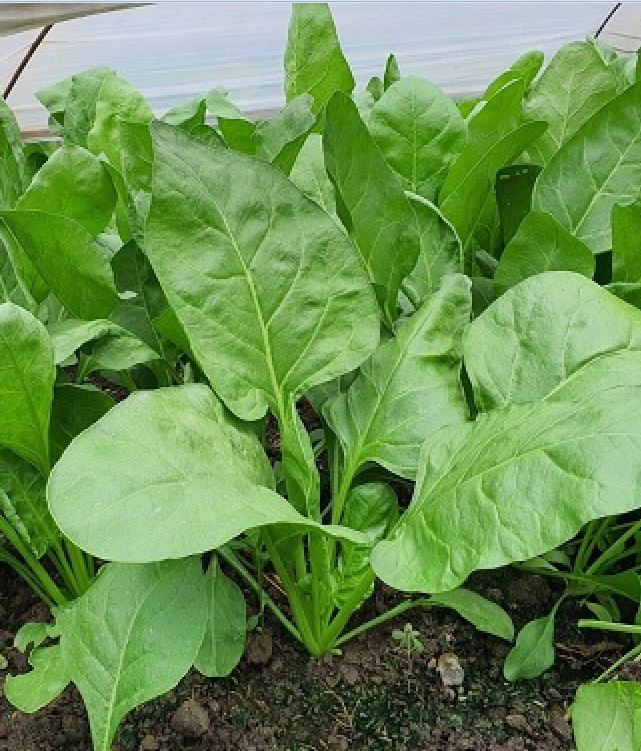 Hạt giống rau cải bó xôi chịu nhiệt F1