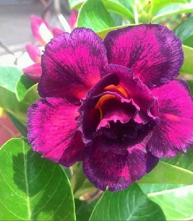 Hạt giống hoa sứ thái mix màu