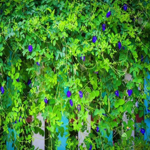 Hạt Giống Hoa Đậu Biếc Cánh Đơn