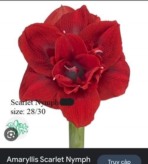 Củ hoa lan huệ cánh kép nhập khẩu - 1 củ (Tổng hợp nhiều loại cực đẹp)