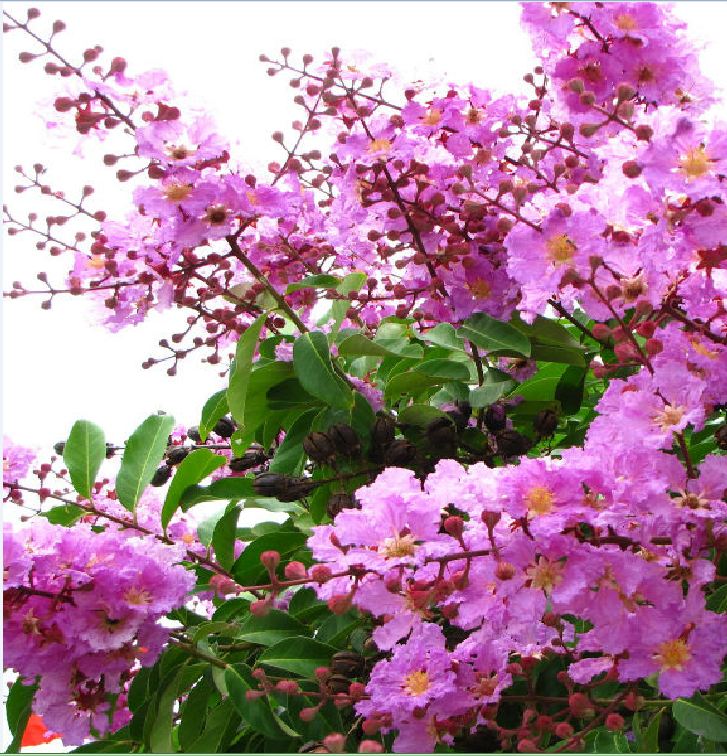 Hạt Giống Hoa Bằng Lăng Tím