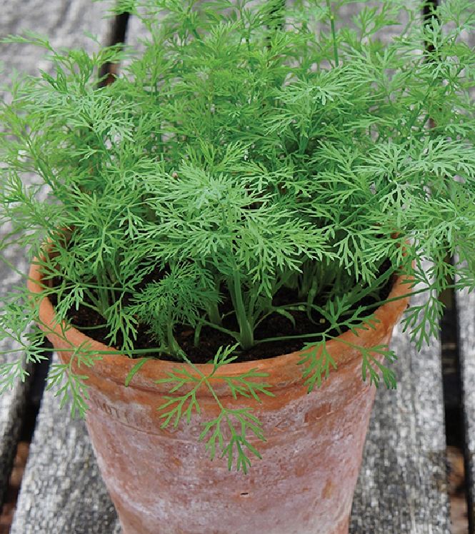 Hạt Giống Rau Thì Là Bốn Mùa - Gói 10gram