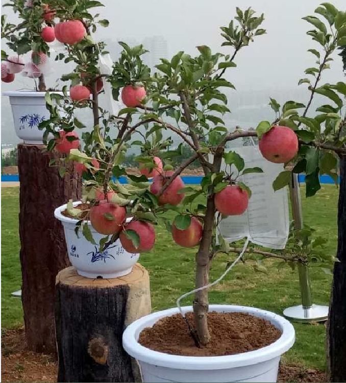 Hạt Giống Táo Lùn Đỏ Bonsai