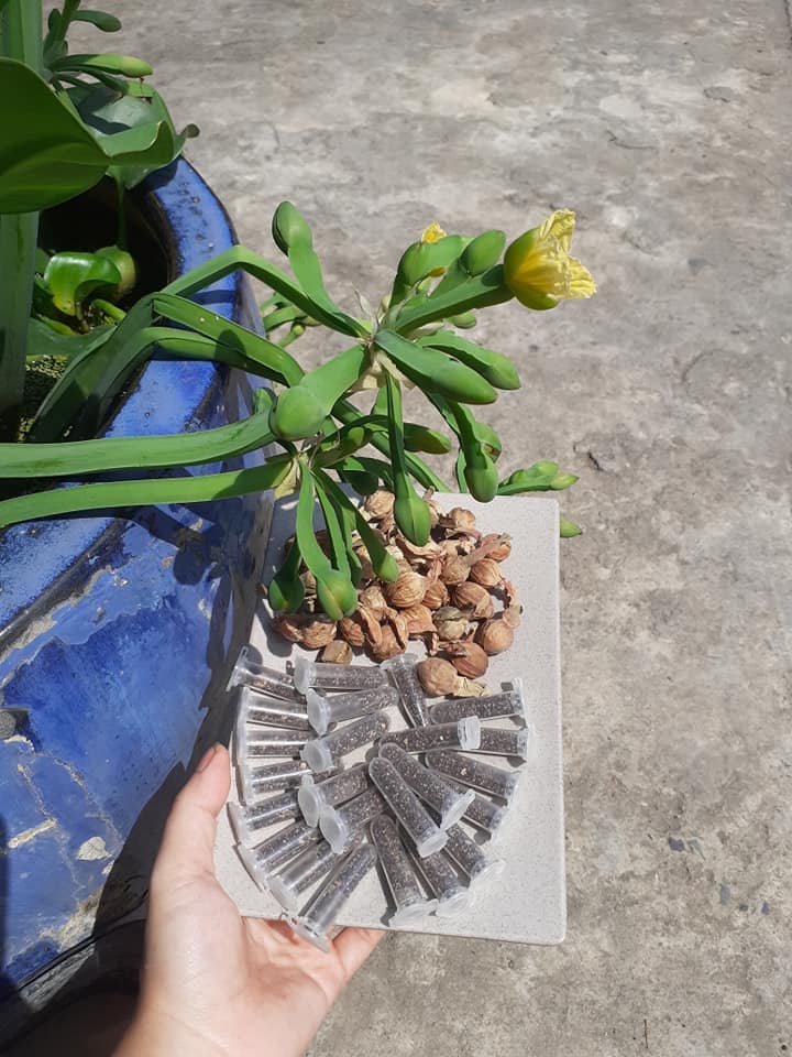 Hạt Giống Kèo Nèo (Rau Tai Tượng)