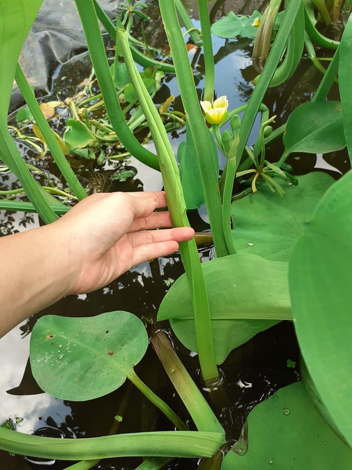 Hạt Giống Kèo Nèo (Rau Tai Tượng)